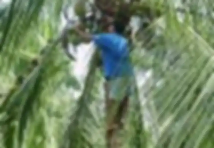 Melawan  Uban dengan Kelapa Hijau