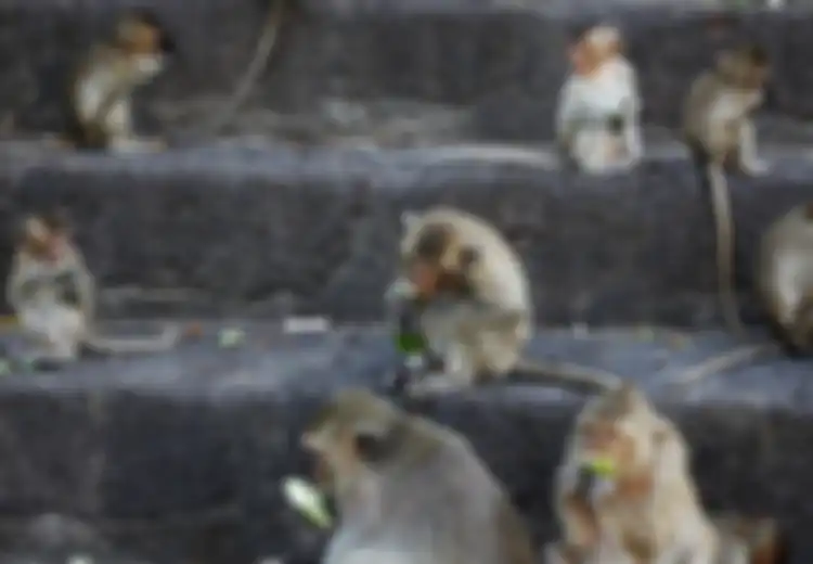 Kisah Delapan Monyet
