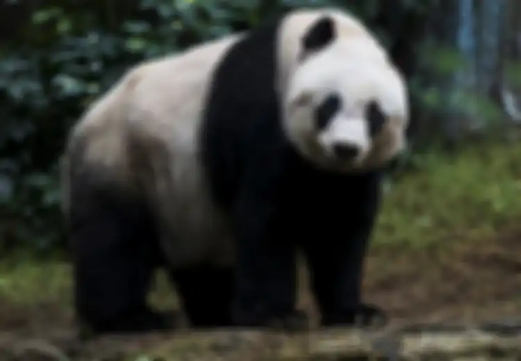 Bukan Cuma Bikin 'Lucu', Warna Hitam dan Putih Pada Tubuh Panda Ternyata Punya Fungsi Khusus