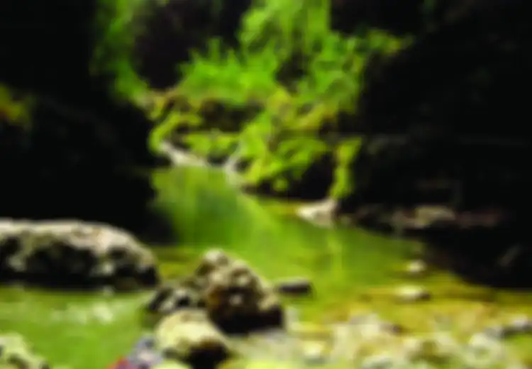 Lima Gua yang Terhubung oleh Satu Sungai
