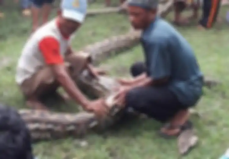 Ternyata Mamuju Tengah Memang Gudangnya Ular Piton, Ada Seribuan Ekor Tertangkap Tiap Tahunnya