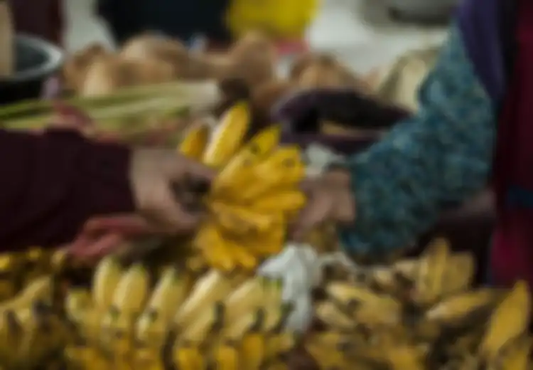 Amankah Pisang Karbitan?