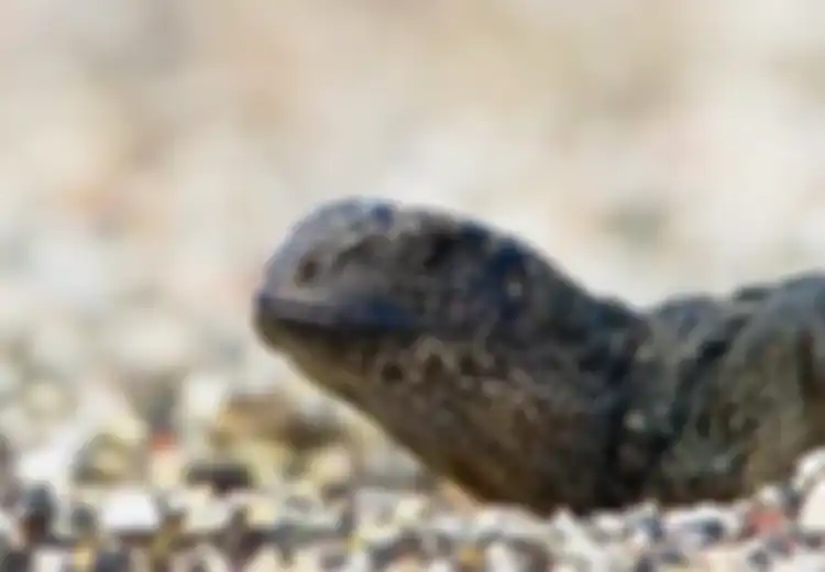 Layaknya Film, Video Iguana Vs Ular Ini Benar-benar Bikin Jantung 