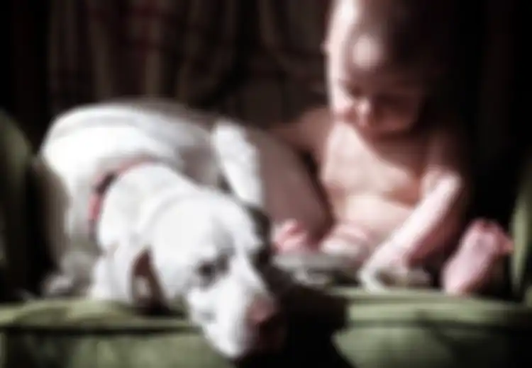 Anjing Ini Trauma pada Hampir Semua Manusia Kecuali pada Bayi Ini