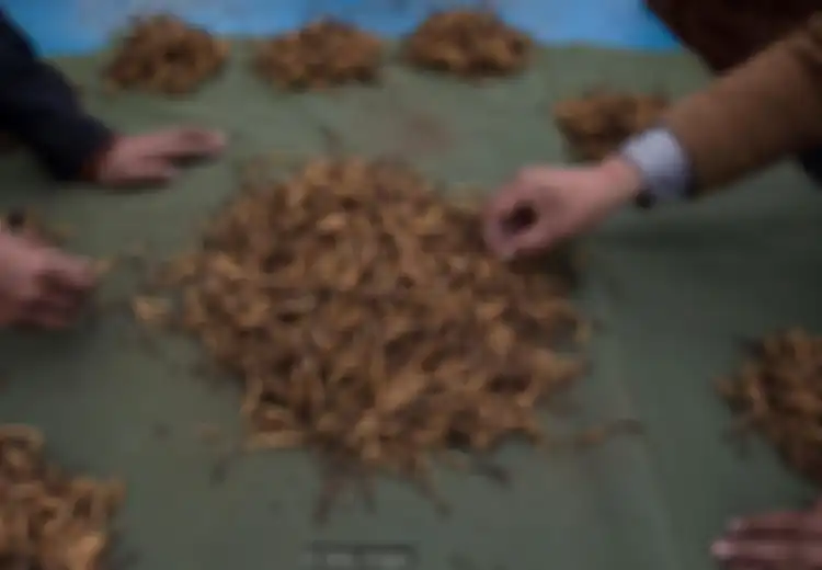 Luar Biasa, Harga Ulat Ini Dijual Rp271,4 Juta per Kilogram