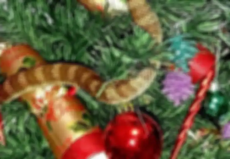 Ular Beracun Ini Bersembunyi Di Pohon Natal dan Tampak Seperti Dekorasi