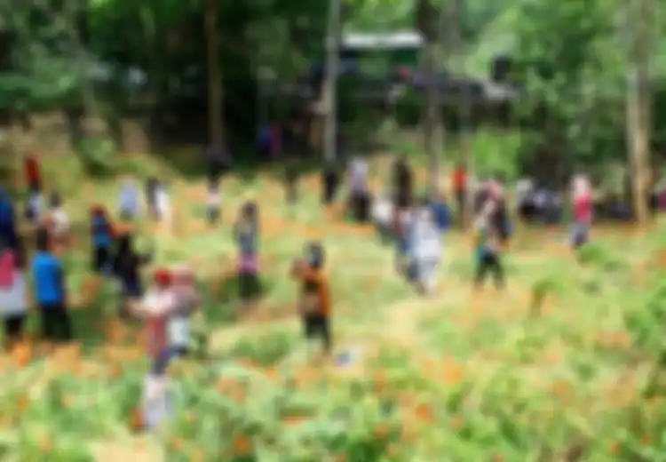 Hore ... Kebun Bunga Amaryllis Patuk Gunungkidul Berbunga Lagi!