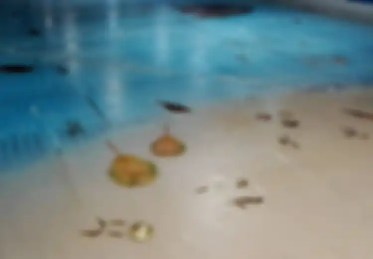 Area Ice Skating di Jepang Dihujat Habis-habisan Karena Membekukan 5.000 Ikan Asli
