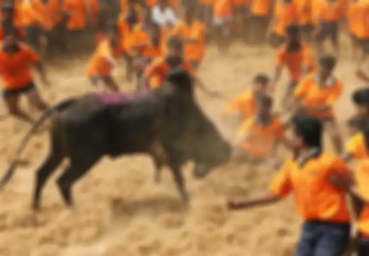 Jallikattu, Amuk Banteng yang Memicu Amuk Massa
