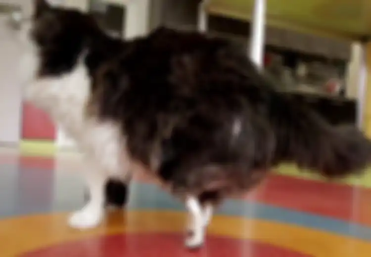 Terima Kasih Kaki Palsu, Berkat Kamu Kucing Ini Bisa Berjalan Lagi