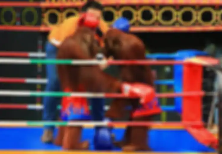 Kejamnya, Kebun Binatang di Thailand Memaksa Orang Utan Ini untuk Bertinju Sambil Kenakan Bikini
