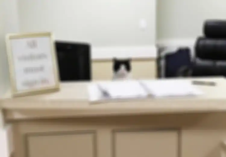 Kucing Liar Ini Masuk ke Panti Jompo dan Mendapatkan Pekerjaan di Sana