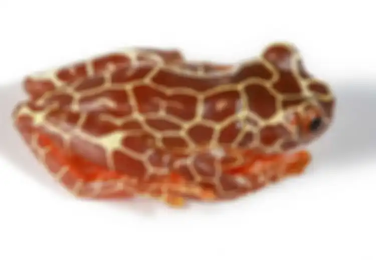 Dua Spesies Baru Katak Badut Telah Ditemukan di Amazon, Kenapa Diberi Nama 