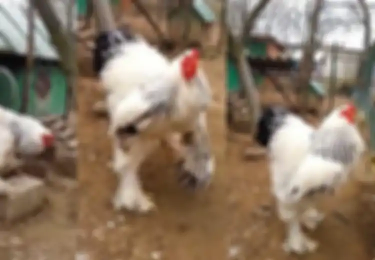 Ayam Brahma, Ayam 'Raksasa yang Ukuran Tubuhnya Bikin Kita Geleng-geleng Kepala Tak Percaya