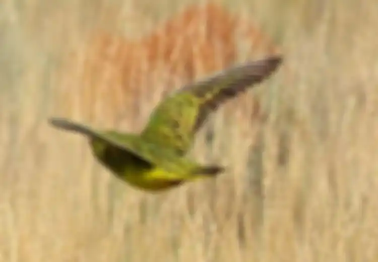 Burung Beo Langka di Australia Akhirnya Tampak Lagi Setelah Hilang Selama 100 Tahun