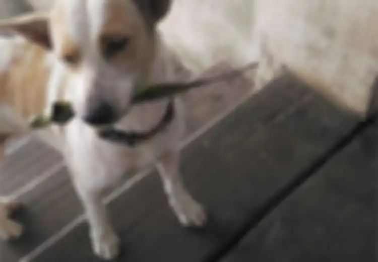 Anjing Terlantar Ini Selalu Membawakan Hadiah pada Perempuan yang Memberinya Makanan