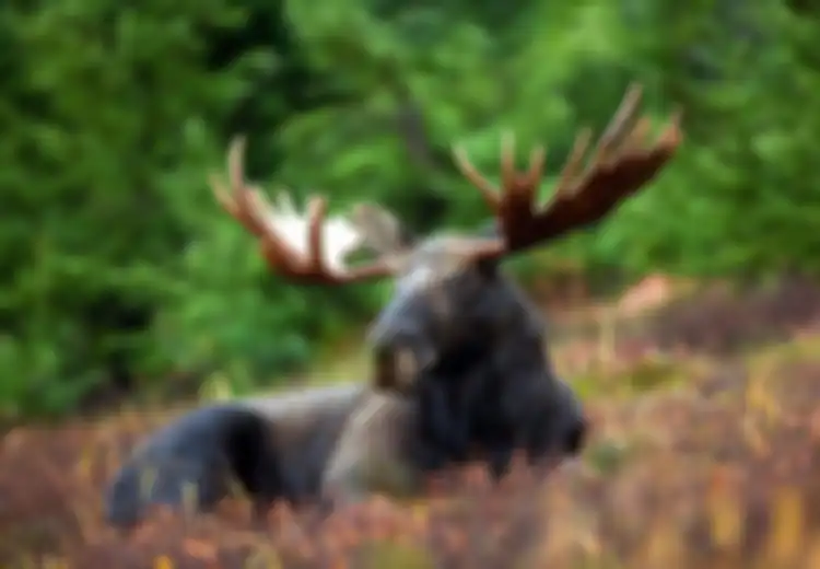 Penelitian Membuktikan, Rusa Moose Siberia  Ternyata Mewarisi DNA Elk Purba 