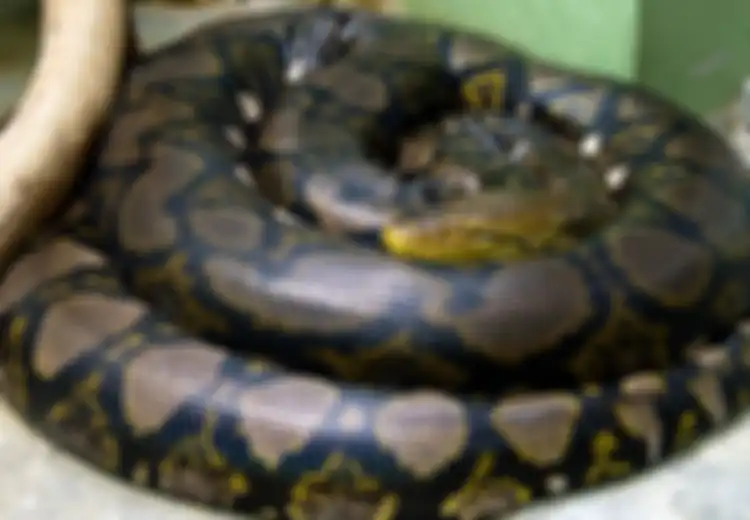 Jika Melihat Kasus Akbar, Seberapa Besar Peluang Manusia Dimangsa Ular?