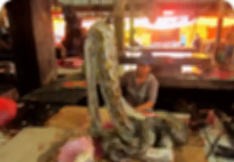 Di Sulawesi, Ular Piton Raksasa Justru yang Paling Banyak Diincar untuk Disantap