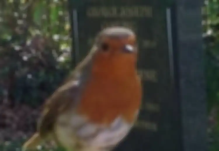 Burung Robin Memberi Tanda Kebahagian Orang yang Telah Mati di Makam?