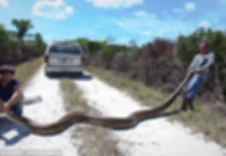 Kelabakan Hadapi Ribuan Ular Piton, Pemerintah Florida Kerahkan Pemburu Bayaran