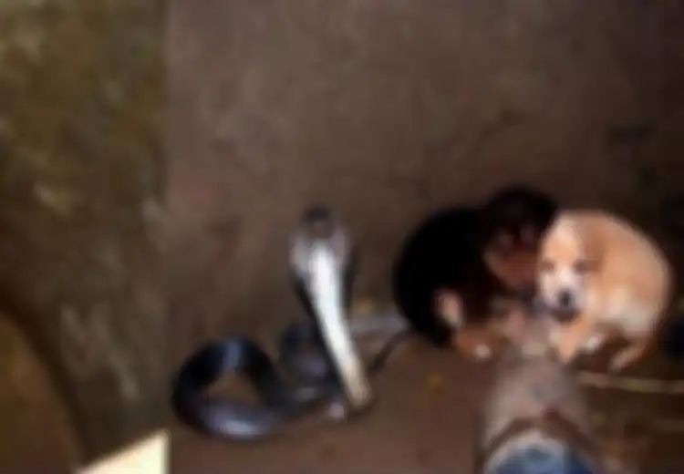 Dua Anak Anjing Terperosok Ke Sumur Mati Sarang King Kobra, Eh Mereka Malah Berteman