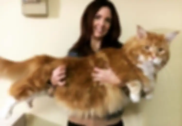 Omar, (mungkin) Kucing Terpanjang di Dunia yang Beken di Internet