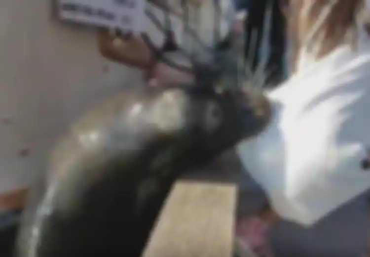 Seekor Singa Laut Menyambar Seorang Gadis Sampai Tercebur, Kebiasaan Buruk Ini yang Jadi Penyebabnya