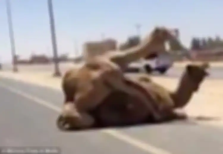 ‘Hasrat’ 2 Unta Ini Bikin Macet Jalanan Di Dubai, Ekspatriat Inggris Berhasil Menangkap Momen Intim Itu