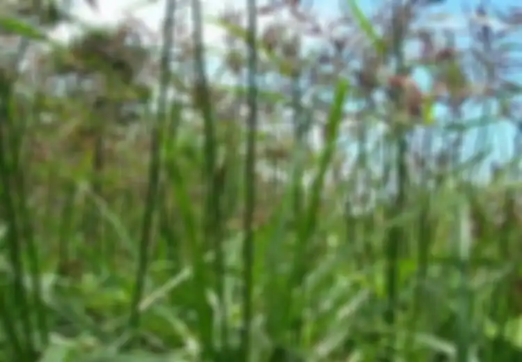 Inilah 5 Manfaat Rumput Teki Bagi Kesehatan