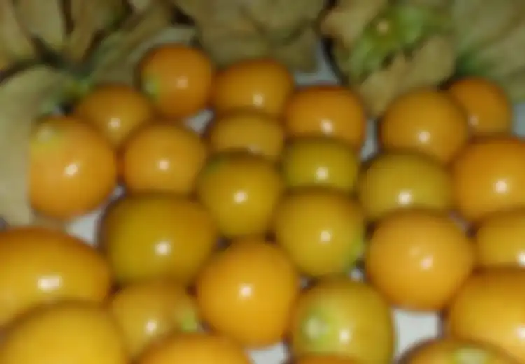  Dulu Dicampakkan, Kini Buah Ceplukan Harganya Selangit