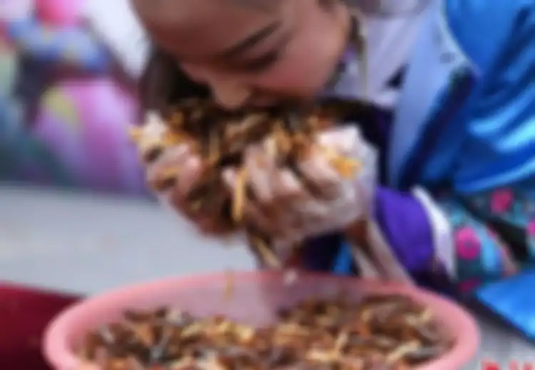 Mau Meniru Turis Ini? Makan 1,2 Kg Serangga demi Emas Batangan?