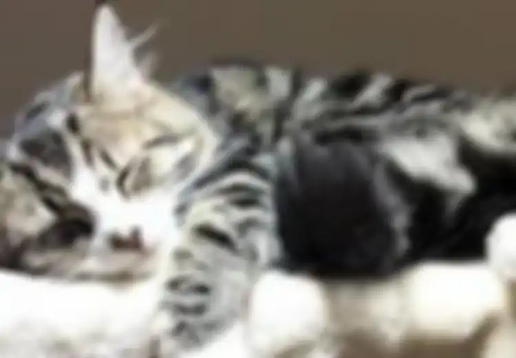 Turunkan Risiko Serangan Jantung, Salah Satu Manfaat Memelihara Kucing