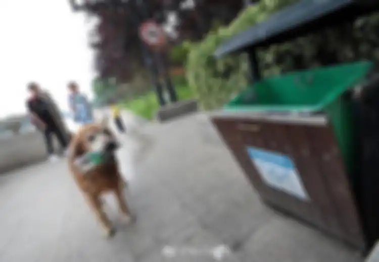 Hebat! Anjing Ini Pungut 2.000 Sampah Botol Plastik dan Membuangnya ke Tempat Sampah