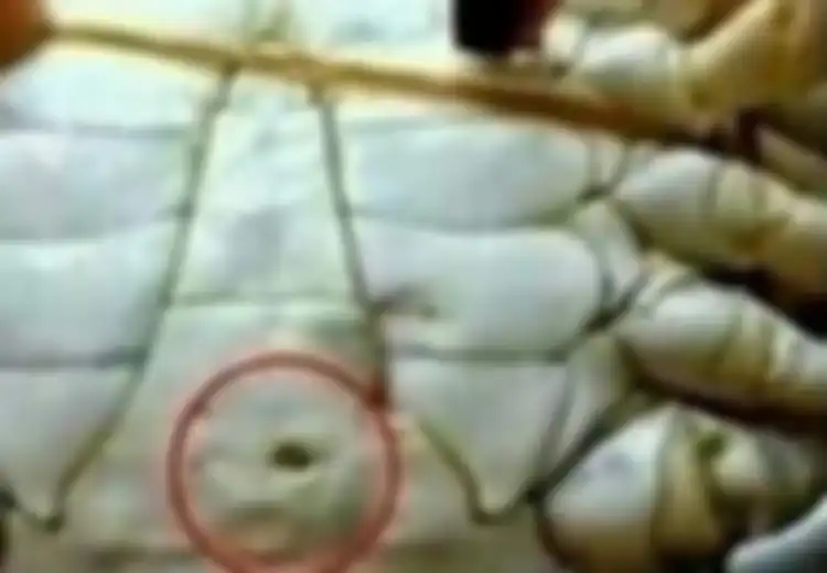 Jangan Beli Kepiting yang Ada Lubang Seperti Ini