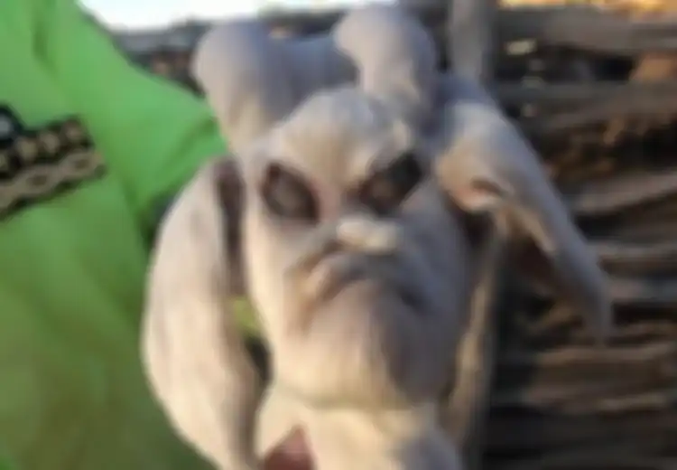 Kambing Berwajah 'Iblis' Lahir di Argentina