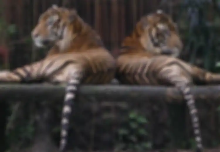 Tepuk Tangan 30 Kali, Kita Pun Menyelamatkan Harimau Sumatra