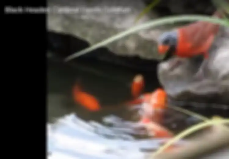 (VIDEO) Masak Kita Kalah Sama Burung Kardinal yang Peduli dengan Sesamanya Ini?