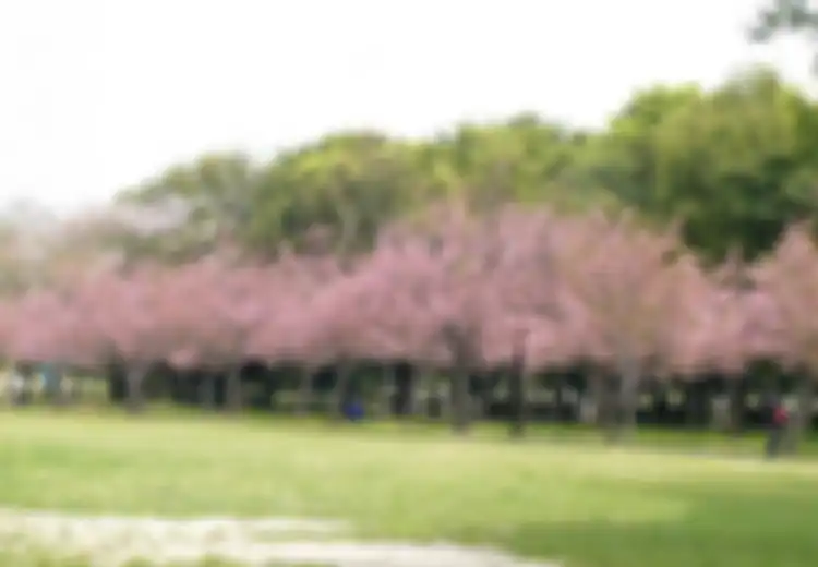 Datangi Tempat Ini Sampai Akhir Agustus untuk Menikmati Bunga Sakura Mekar