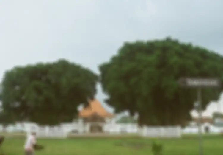 Beringin, (Memang Benar-benar) Simbol Kekuasaan. Dihormati Layaknya Pohon Bodhi