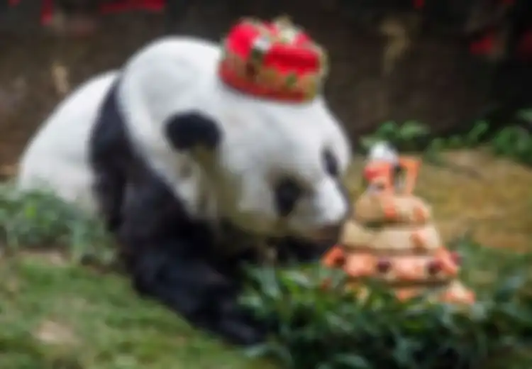 Sedih, Basi Sang Panda Tertua di Dunia yang Juga Maskot Asian Games Pertama Tutup Usia