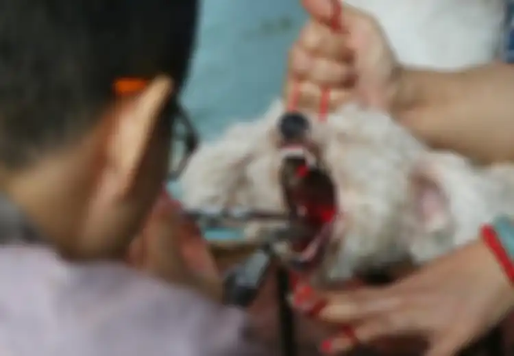 Sadis, Dokter Hewan Tanpa Izin Ini Buka Jasa Hilangkan Pita Suara Anjing Agar Tidak Berisik