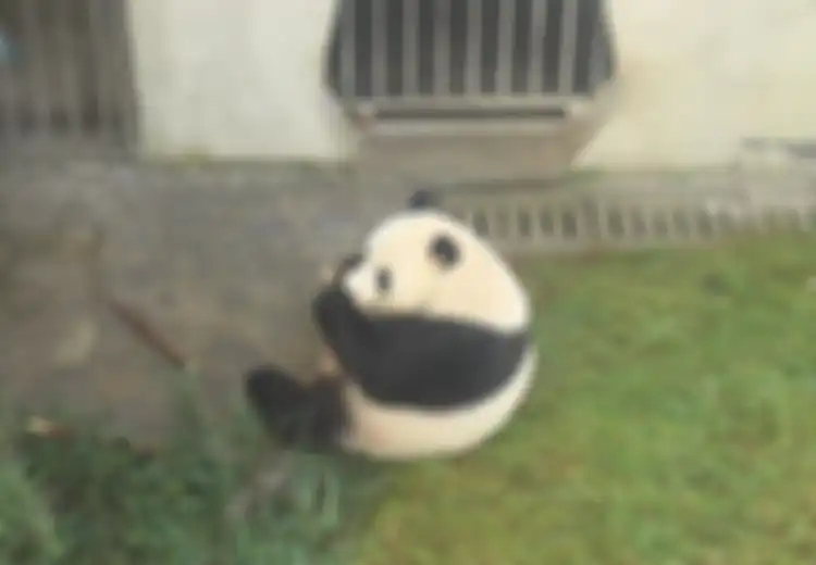 Tak Sabar Ingin Temui Pasangan Panda di Taman Safari? Kenali Dulu Lima Mitos tentang Panda Ini