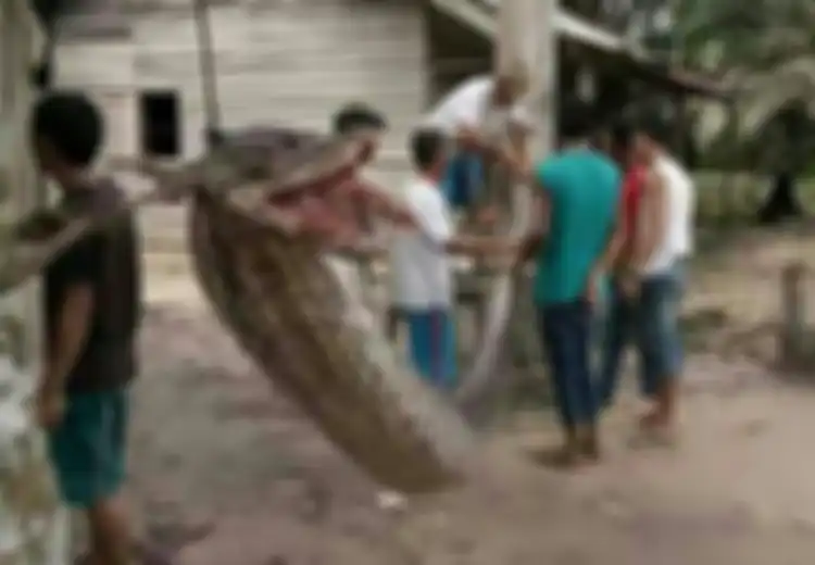 Beginilah Nasib si Piton Sepanjang 7 Meter Itu Setelah Menggigit Penangkapnya