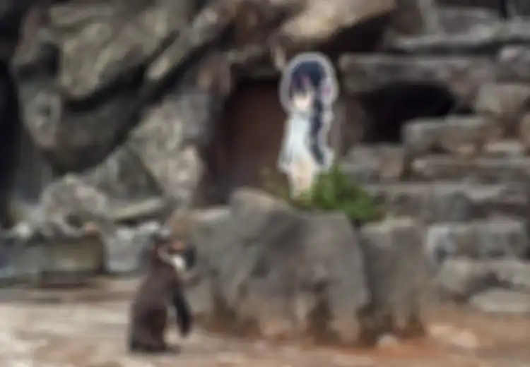 Sedih, Penguin yang Jatuh Cinta dengan Gambar Kartun Ditemukan Mati di Dekat Gambar Tersebut