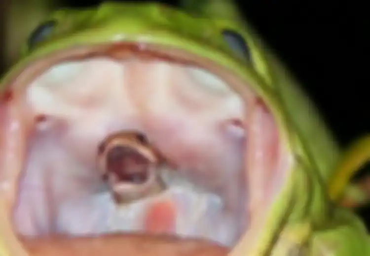 Foto Luar Biasa Ini Berhasil Menangkap Momen Tepat saat Seekor Katak Menelan Seekor Ular