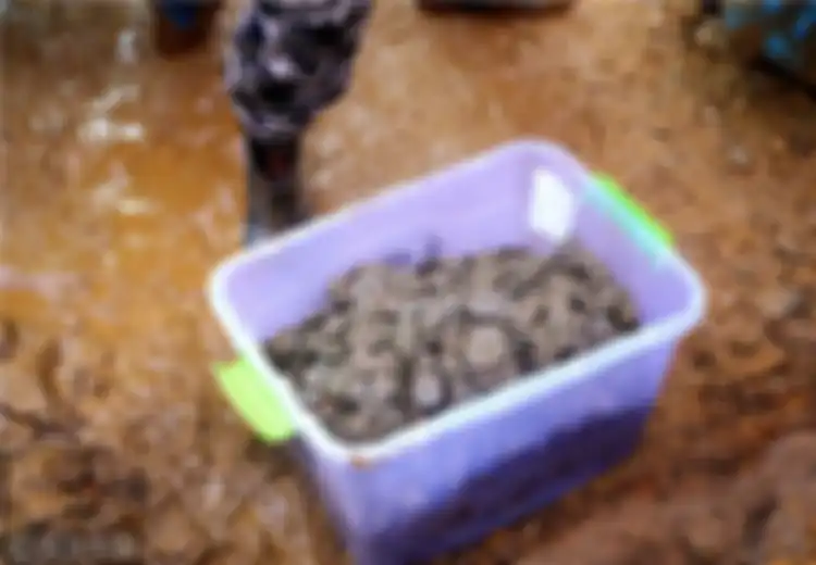 Lagi, Koin Kuno Ditemukan di 'Kolong' Sebuah Rumah, Jumlahnya Mencapai 300.000 Buah