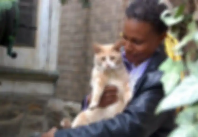 Wanita Ini Melawan Penyakit Komplikasi dengan Menjadi Ibu 80 Kucing Jalanan