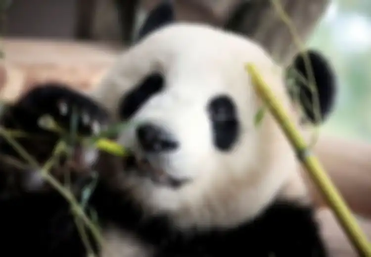 Perusahaan China Ini Daur Ulang Feses Panda Jadi Kertas Tisu, Mau Beli?