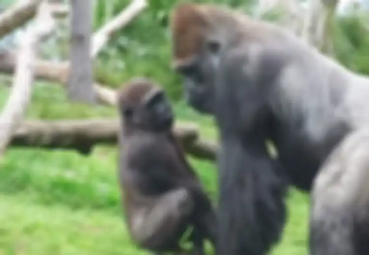 (Video) Menggelikan Sekaligus Bikin Gemes, Seekor Gorila Mendisiplinkan Anaknya di Depan Pengunjung